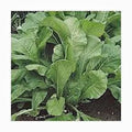 Mustard Greens Seeds, Heirloom Florida Broadleaf, Non-GMO, Brassica juncea, 25+ Seeds for Home Garden and Container Planting
