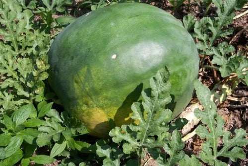 Florida Giant Watermelon Seeds - Citrullus lanatus, Large Juicy Watermelons, Non-GMO, Planting Seeds for Home Gardens