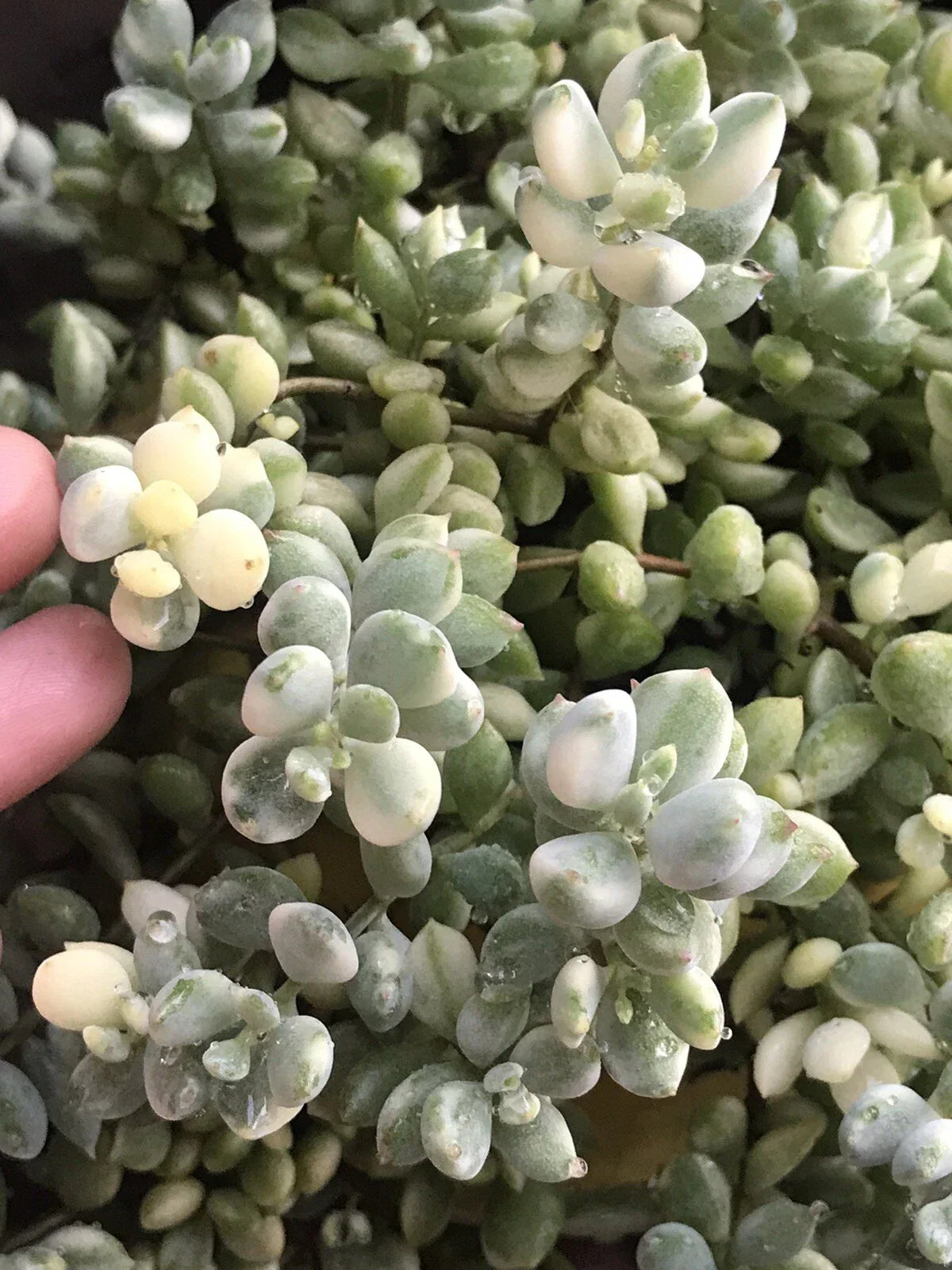 Echeveria Cuttings 4” Variegated Cotyledon Pendens Rare Succulent Plant for Propagation