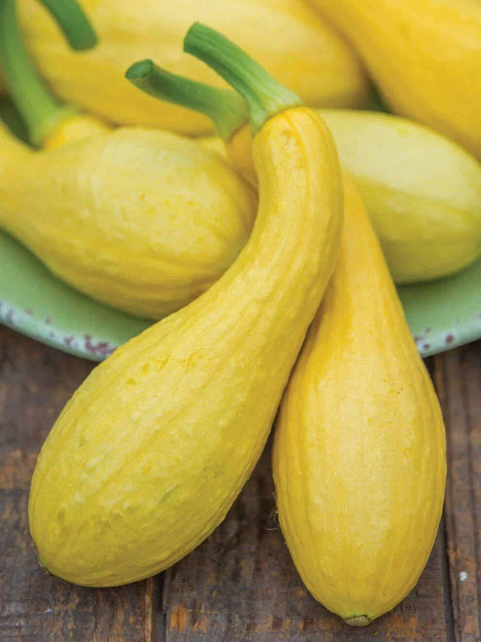 Early Summer Crookneck Squash Seeds – Heirloom Organic Non-GMO, Curved Yellow Variety, 25 Seeds for Home Garden, Cucurbita pepo