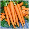 Tendersweet Carrot Seeds - Non-GMO, Heirloom Variety, Beta Carotene, Vitamin A, Garden Planting Seeds, Daucus carota