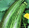 Caserta Zucchini Seeds – Non-GMO Cucurbita pepo Heirloom Vegetable Garden Seeds for Home Growing, 30 Pack