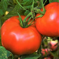 Rutgers Tomato Seeds Heirloom Vegetable Pack - Solanum lycopersicum, Juicy, High-Yield, Garden & Container Planting
