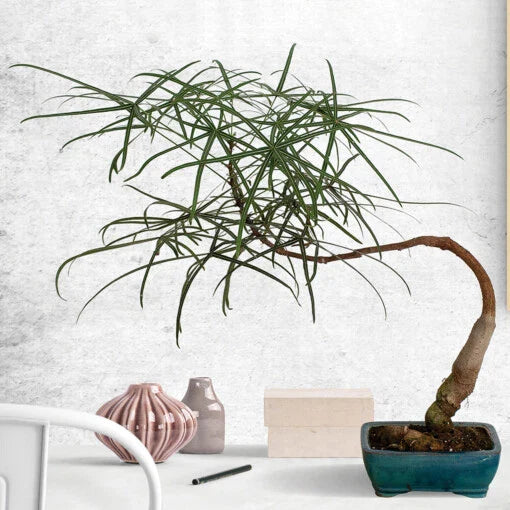 Australian Bottle Tree Live Plant - Brachychiton Rupestris in 2.5" Pot - Rare Bonsai