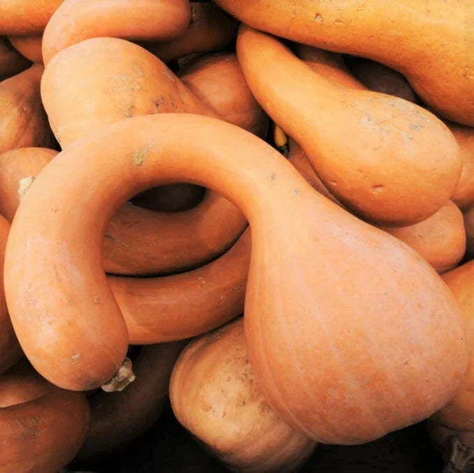 Turkey Neck Pumpkin Seeds | Heirloom Pennsylvania Dutch Long Crookneck Squash | Warty Decorative & Culinary Variety