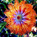Banksia ericifolia "Little Eric" Tree Seeds | Rare Lantern Fireworks Flowering Plant | Native Australian Garden Plant