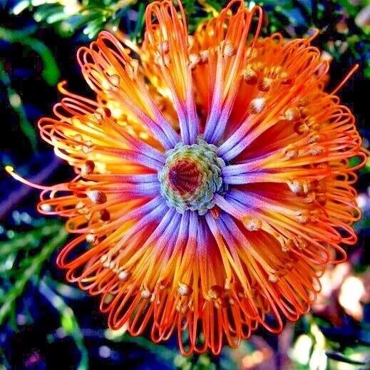 Banksia ericifolia "Little Eric" Tree Seeds | Rare Lantern Fireworks Flowering Plant | Native Australian Garden Plant