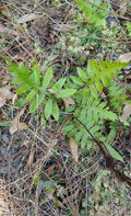 Netted Chain Fern Live Bundle 10-Pack | Woodwardia areolata | Rare Native Shade Ferns for Moist, Acidic Soil
