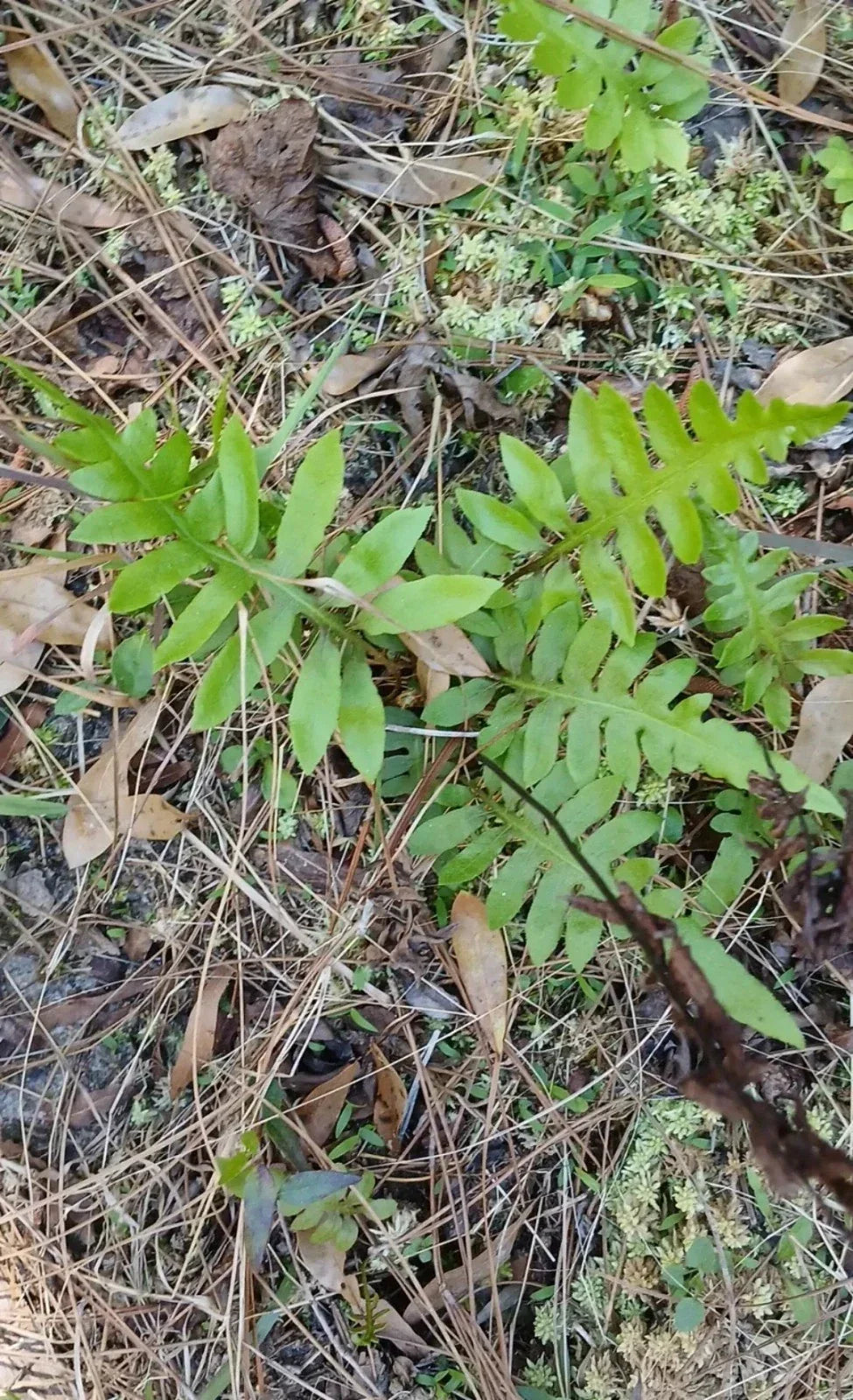 Netted Chain Fern Live Bundle 10-Pack | Woodwardia areolata | Rare Native Shade Ferns for Moist, Acidic Soil