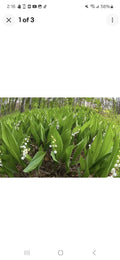 Lily of the Valley Plants - Bare Root Perennials with Fragrant White Flowers, Convallaria majalis, Ground Cover for Shade Gardens