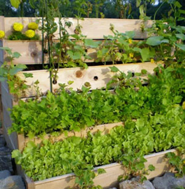 Herb Garden Collection - 13 Varieties Organic Heirloom Seeds for Culinary Herbs, Indoor & Outdoor Gardening
