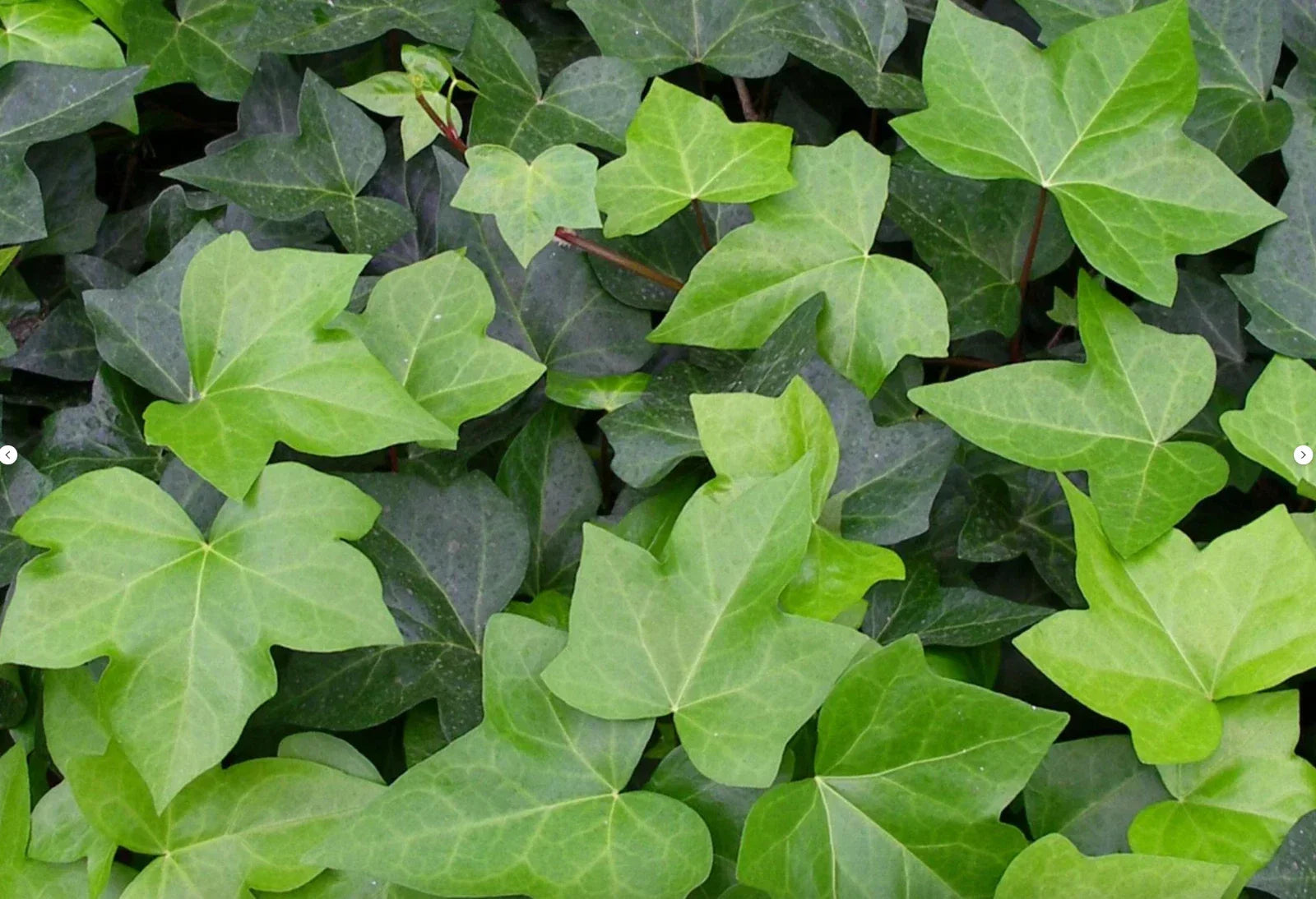 Live English Ivy Groundcover Plants 1L Bare Root Hedera Helix 10 Pack for Garden Landscaping