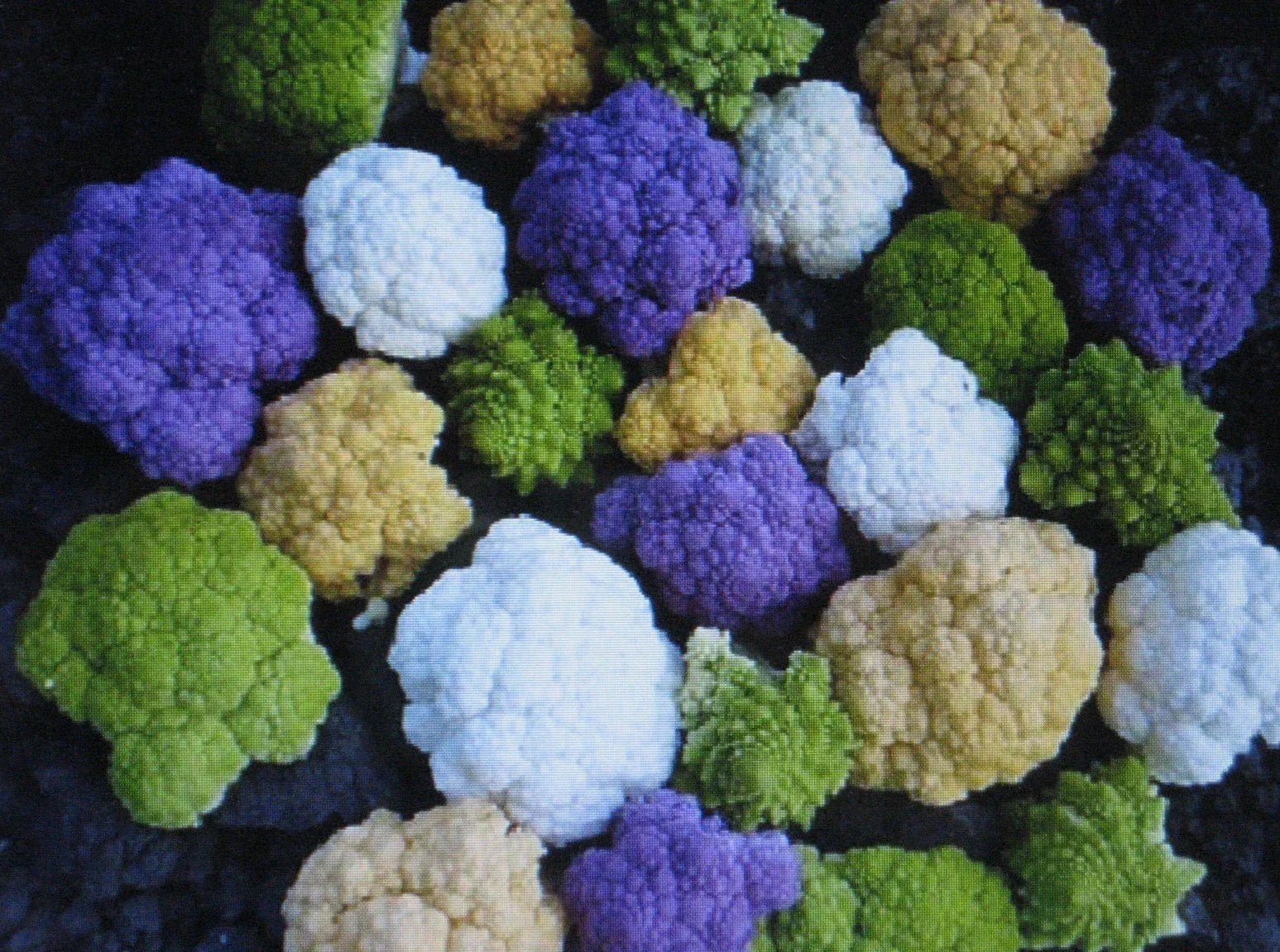 Rainbow Blend Cauliflower & Broccoli Seeds - Mixed Colors, 150 Seeds, Brassica oleracea, Vegetable Garden, Non-GMO
