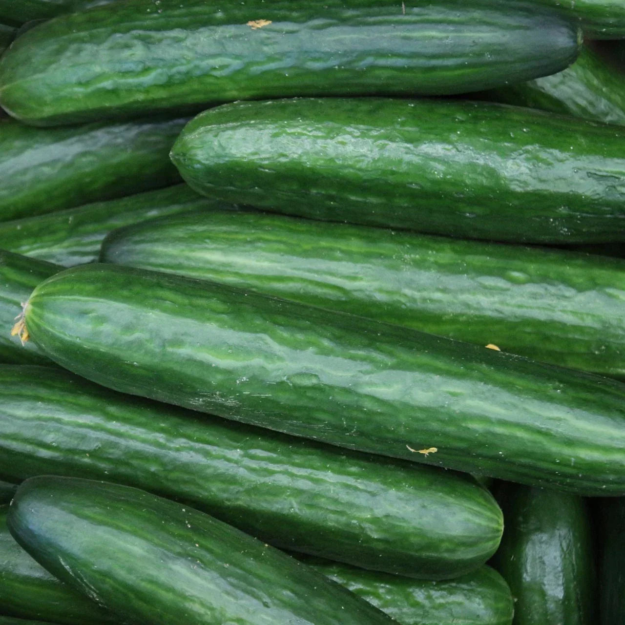 Heirloom Organic Non-GMO Straight Eight Cucumber Seeds - Cucumis sativus, Long, Straight, High Yield Vegetable Seeds