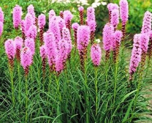 Gayfeather Blazing Star Flower Seeds - 25 Fresh Liatris spicata Seeds for Pollinator Gardens