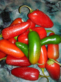 Tam Jalapeno Pepper Seeds - Heirloom Organic Non-GMO Capsicum annuum, 100+ Seeds for Spicy Garden, Salsas & Grilling