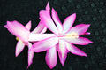 Christmas Cactus Starter Plant - Plum Carnival Schlumbergera Truncata Small Potted Indoor Plant