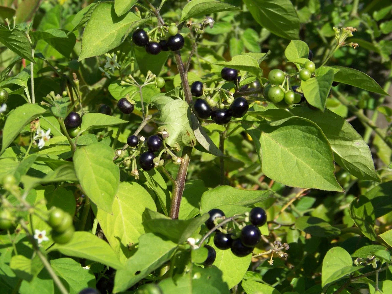 Huckleberry Seeds - Garden Huckleberry, Solanum melanocerasum, 45 Pack, Non-GMO, Easy to Grow, Berries for Home Garden & Containers