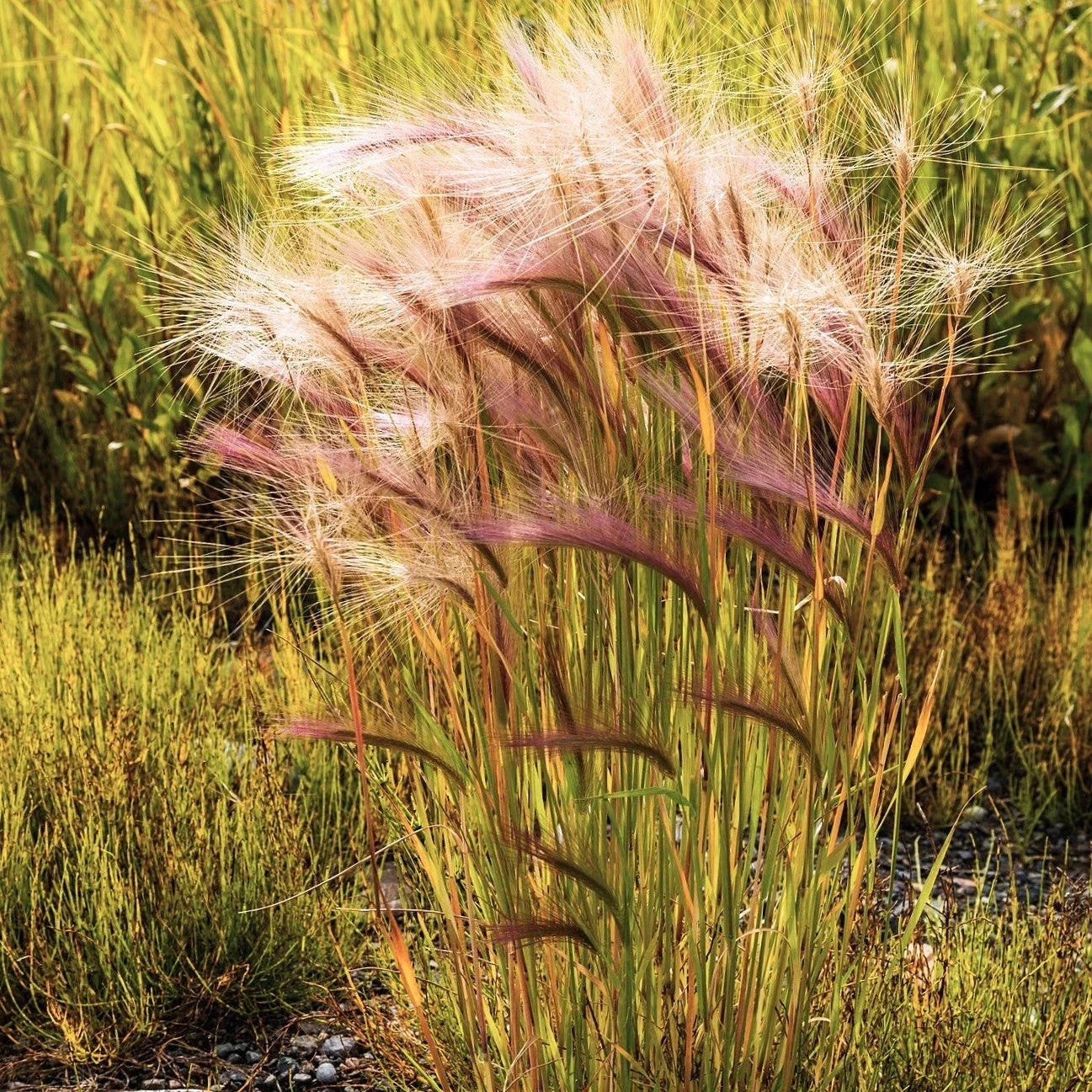 Squirrel Tail Grass Seeds - Foxtail Barley Bobtail - Native Perennial Grass for Erosion Control - Hordeum jubatum