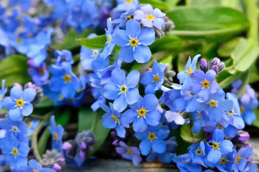 Forget Me Not Flower Seeds | 1200+ Perennial Seeds for Pollinator Gardens | Myosotis spp.