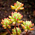 Sedum Pachyphyllum Succulent Plant – 1.5-2 Inches, Fully Rooted, Rare Live Succulent, Jelly Bean Plant, Indoor & Outdoor Care
