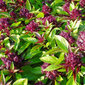 Siam Queen Thai Basil Seeds - Horapha Bai Krapao Variety for Herb Garden, Culinary Use, Ocimum basilicum var. thyrsiflora
