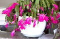 Healthy Pink Christmas, Thanksgiving, Easter Cactus - 3 Live Schlumbergera Plants