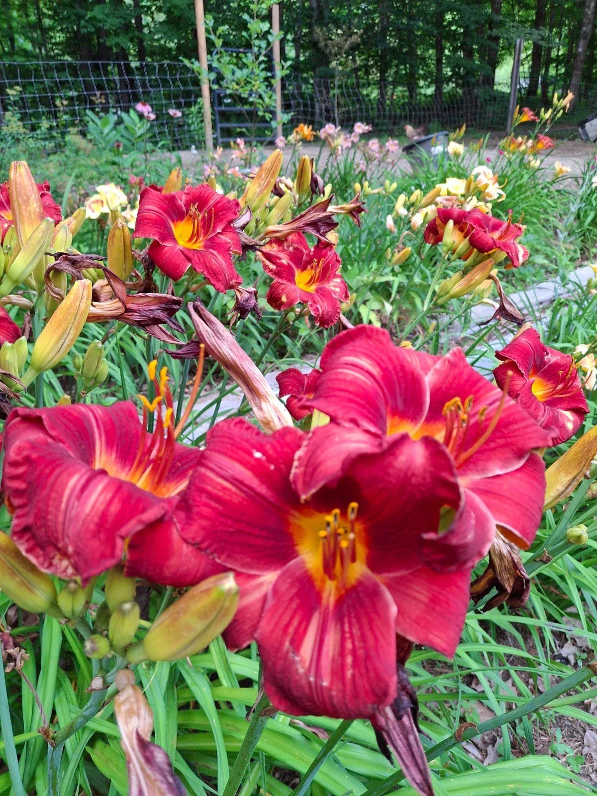 Daylily Bareroot Plant 1 Mature Fan 'Rufus' Hemerocallis Vibrant Orange-Red Perennial Flower
