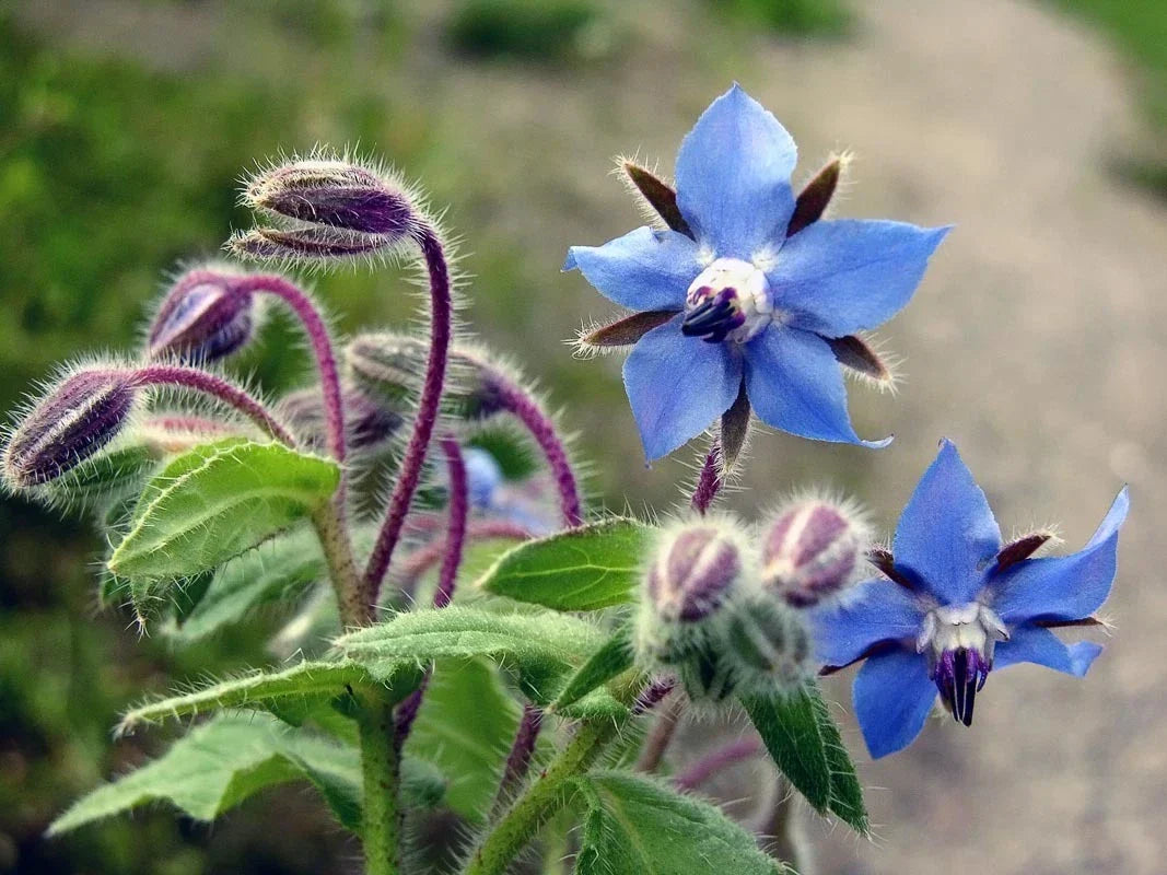 Borage Seeds Non-GMO Edible Herb Starflower Borago officinalis for Gardens and Pollinators