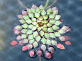 Live Aquatic Plants - Ludwigia Sedioides - 3 Pack Mosaic Plant for Aquarium & Pond - Easy Care, Variegated Leaves