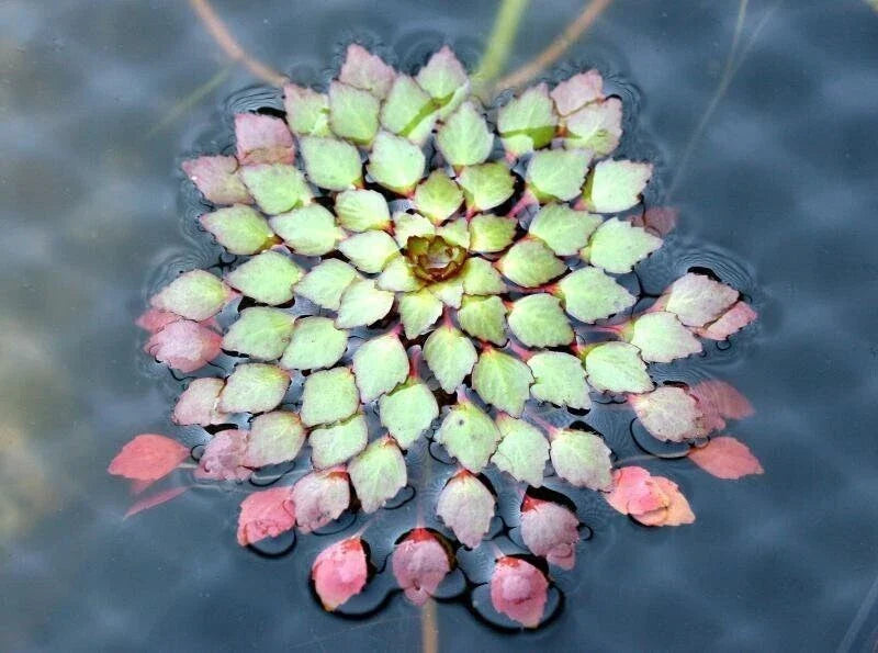 Live Aquatic Plants - Ludwigia Sedioides - 3 Pack Mosaic Plant for Aquarium & Pond - Easy Care, Variegated Leaves