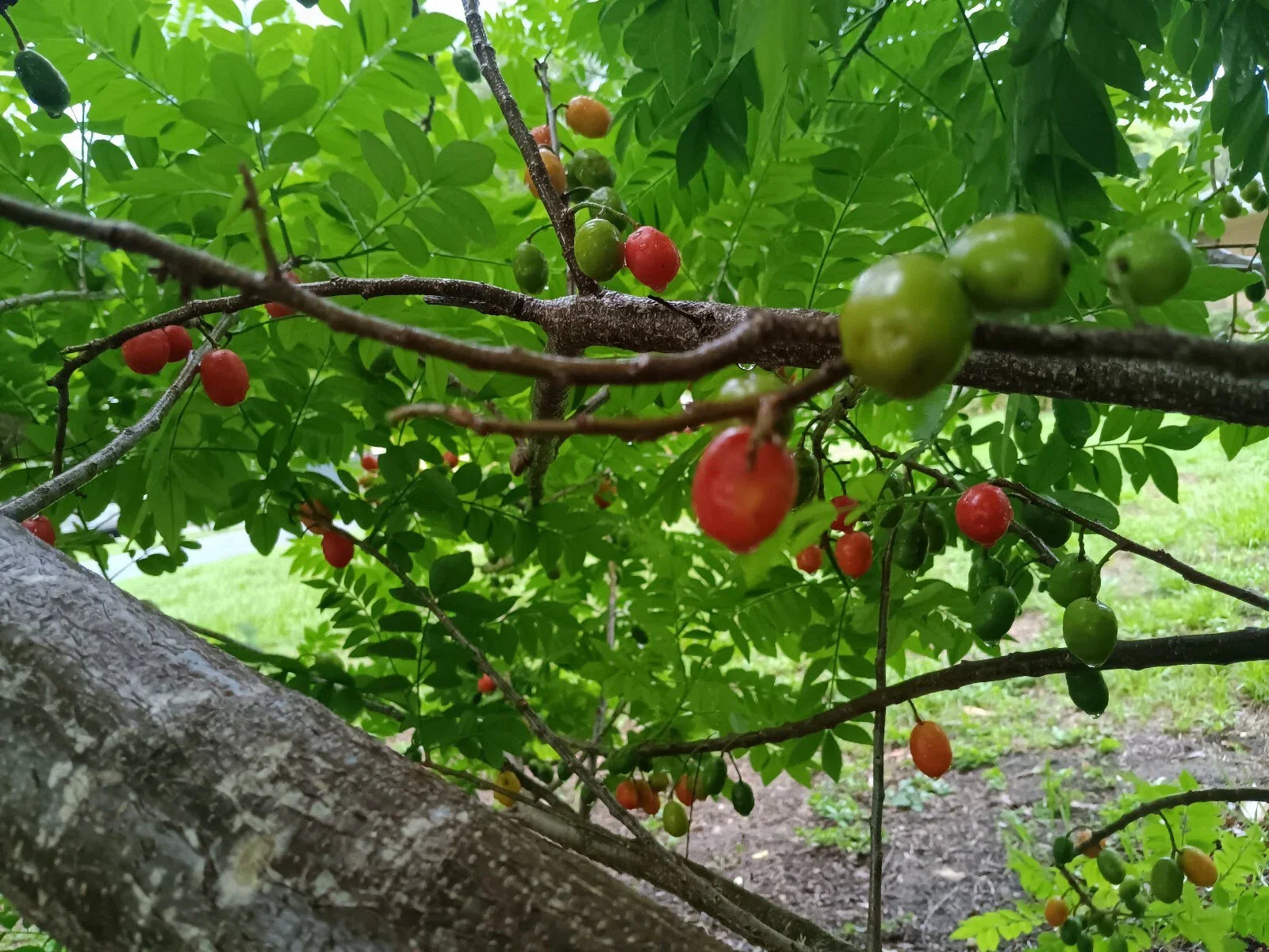 Hog Plum Cuttings 3 Fresh Unrooted Spondias Purpurea Tropical Fruit Tree for Garden Cultivation