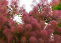 Purple Smoke Tree Seeds 50 Count, Cotinus coggygria, Puffball Flowers, Purple Foliage, Ornamental Shrubs