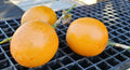 Sweet Granadilla Plant Rooted Plug - Passiflora ligularis Yellow Passion Fruit Live Plant for Garden or Container