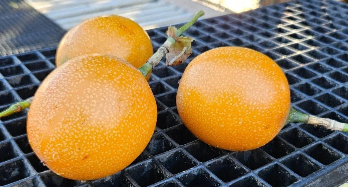 Sweet Granadilla Plant Rooted Plug - Passiflora ligularis Yellow Passion Fruit Live Plant for Garden or Container