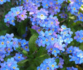 Blue Forget Me Not Seeds - 5,000+ Pack, Myosotis sylvatica, Easy to Grow Wildflower Seeds for Borders & Containers