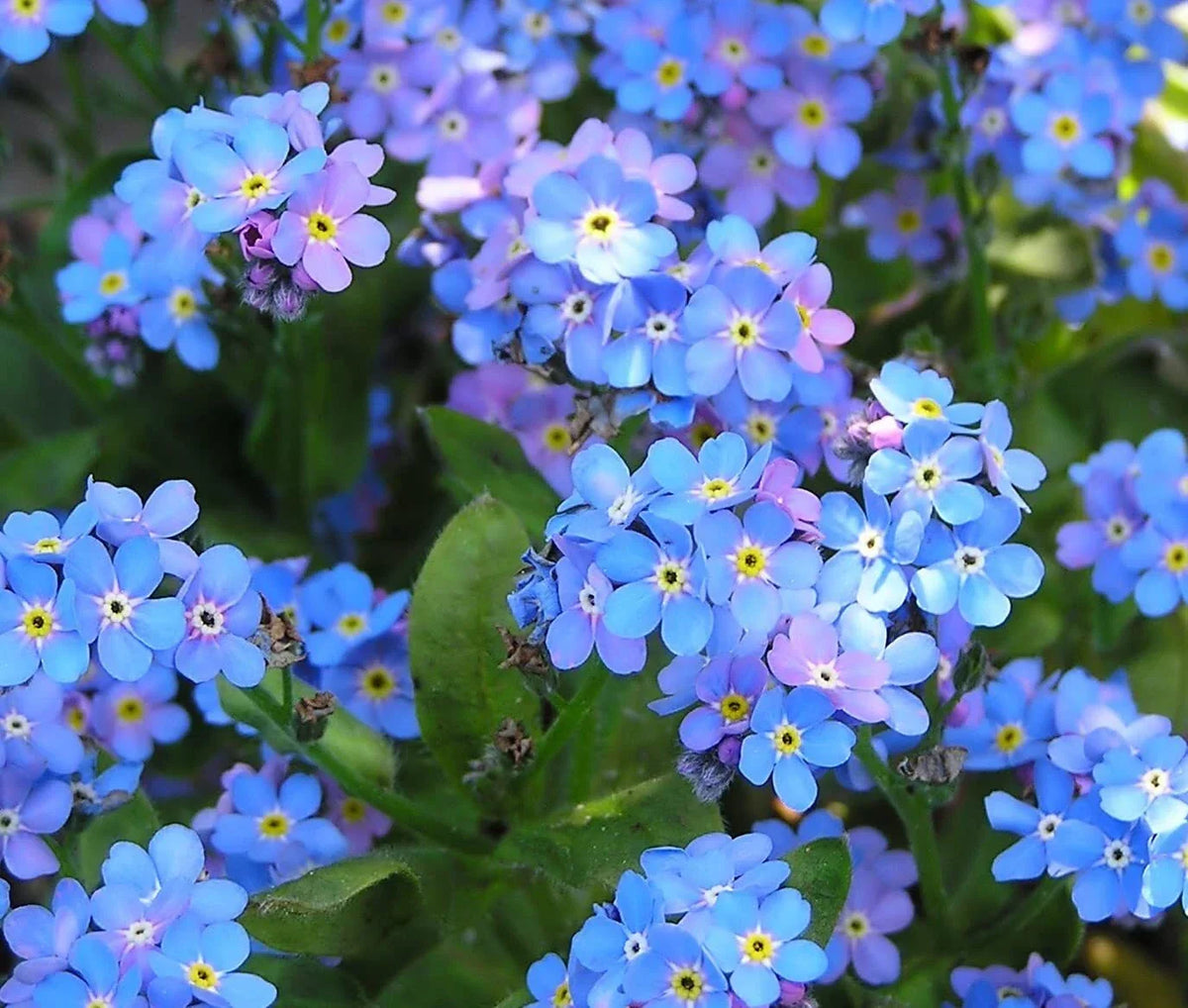 Blue Forget Me Not Seeds - 5,000+ Pack, Myosotis sylvatica, Easy to Grow Wildflower Seeds for Borders & Containers
