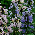Catmint Seeds - Nepeta 'Grandview' Flowering Herb for Garden, Pollinator & Feline Attraction, 35 Seeds