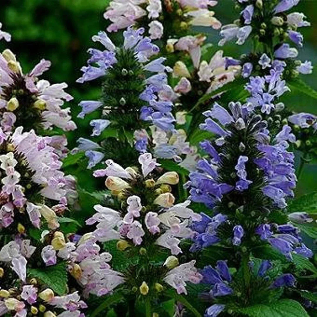 Catmint Seeds - Nepeta 'Grandview' Flowering Herb for Garden, Pollinator & Feline Attraction, 35 Seeds