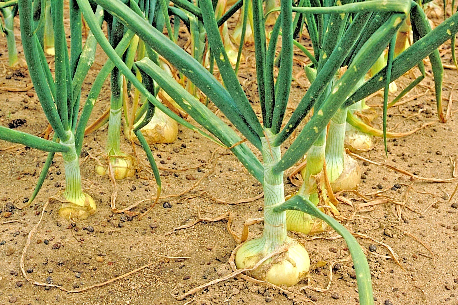 Organic Vidalia Sweet Onion Seeds - Short Day Allium cepa for Spring & Fall Gardens, 201+ Seeds