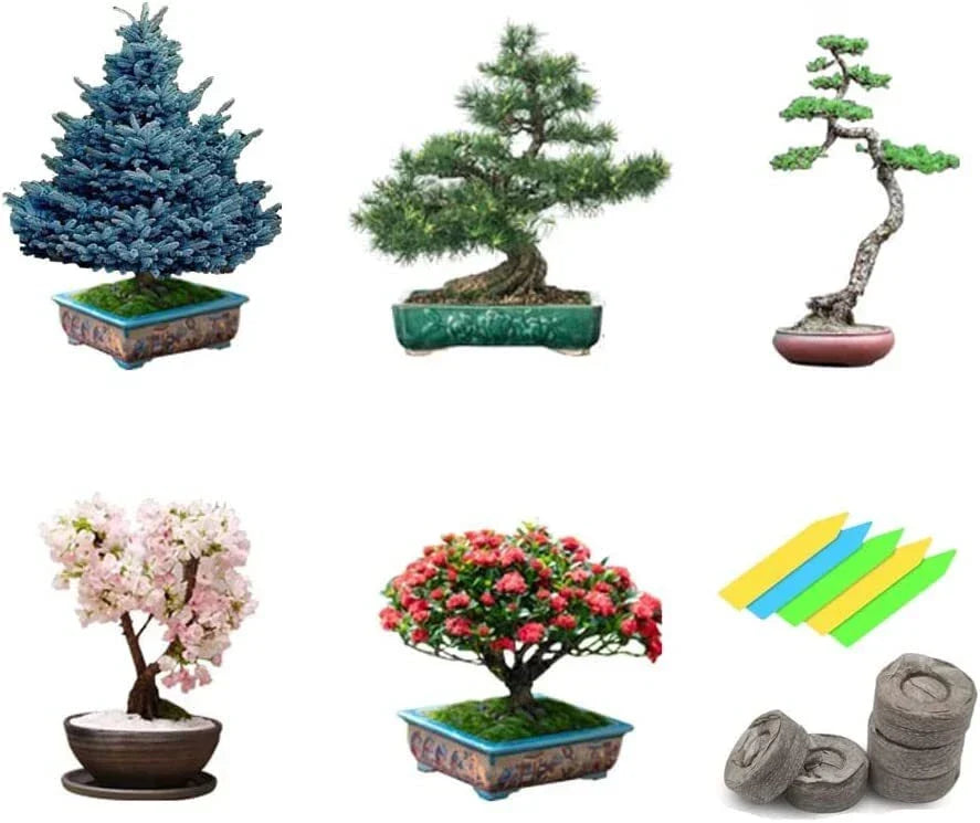 Bonsai Tree Seeds - 5 Varieties Non-GMO Heirloom Pack Ficus, Juniper, Pine, Maple, Cherry for Indoor & Outdoor Gardening