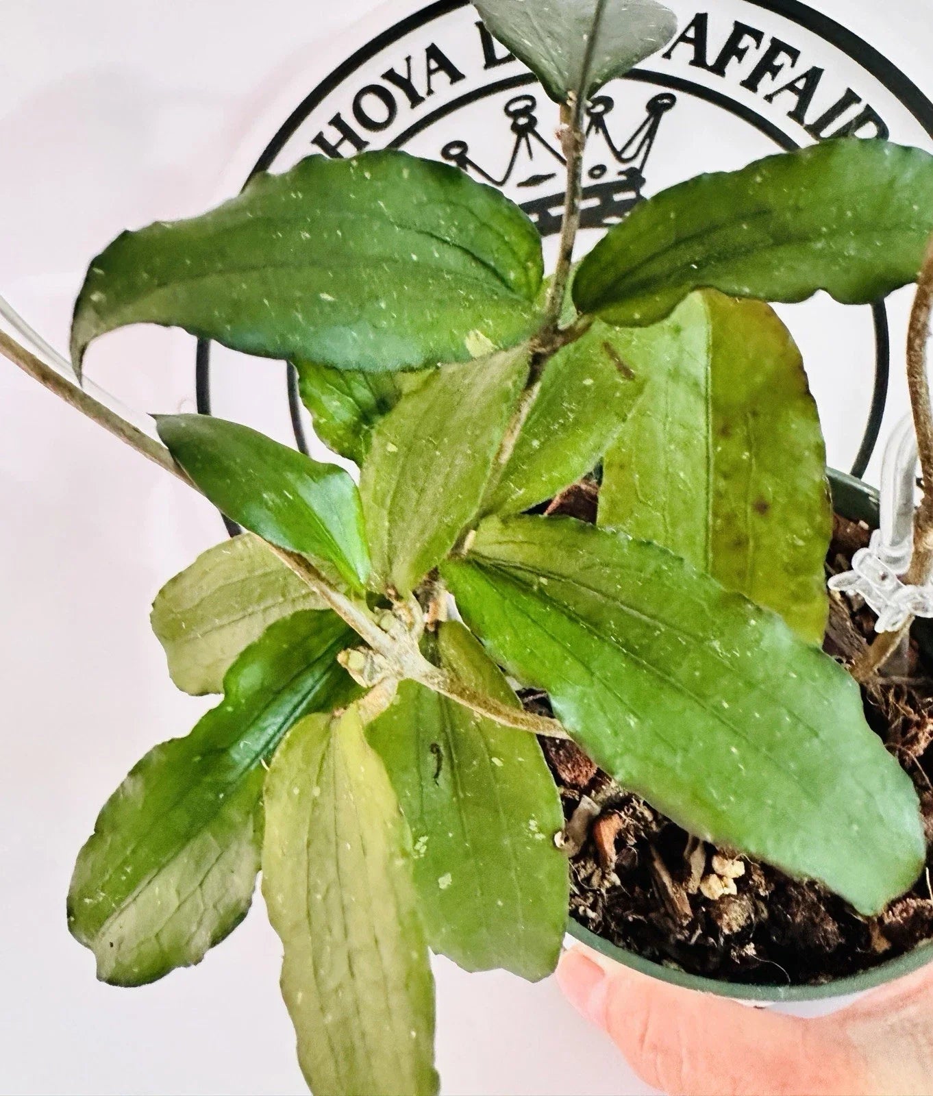Hoya Erythrina Round Leaves Live Plant - Indoor Trailing Vine in 4-inch Pot