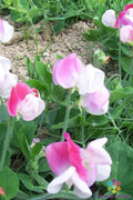 Cupid Pink Dwarf Sweet Pea Seeds - 50+ Pack, Pink Fragrant Flowers, Lathyrus odoratus, Annual Garden Seeds for Borders & Containers