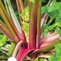Redventure Red Celery Seeds - Organic Heirloom Non-GMO Bulk Seeds, Vibrant Red Color, Apium graveolens var. dulce, 100-1000 Seeds