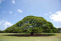 20 Rain Tree Seeds - Monkey Pod Albizia saman Tropical Tree for Garden, Shade & Flowers