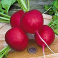 Radish Seeds 500+ Heirloom Champion Non-GMO Raphanus sativus for Garden Planting