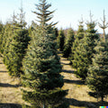 Balsam Fir Seeds - 100 Count - Christmas Tree Seeds - Abies balsamea - Cold Climate Evergreen Plant