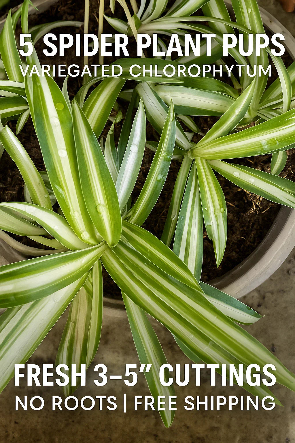 Spider Plant Pups - Variegated Chlorophytum comosum 3-5 inch Cuttings for Propagation and Indoor Gardening