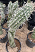 Argentinian Saguaro Cutting 38” Stetsonia Coryne Live Plant with XL Spines, Cactus for Indoor & Outdoor Gardens