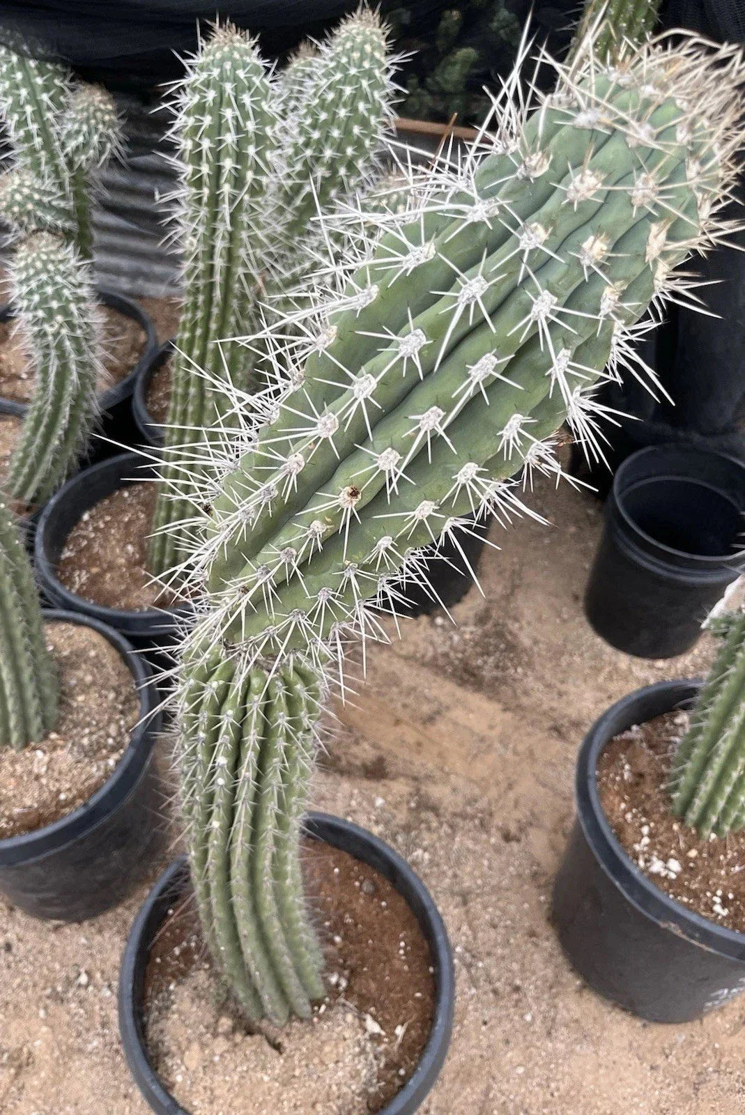 Argentinian Saguaro Cutting 38” Stetsonia Coryne Live Plant with XL Spines, Cactus for Indoor & Outdoor Gardens